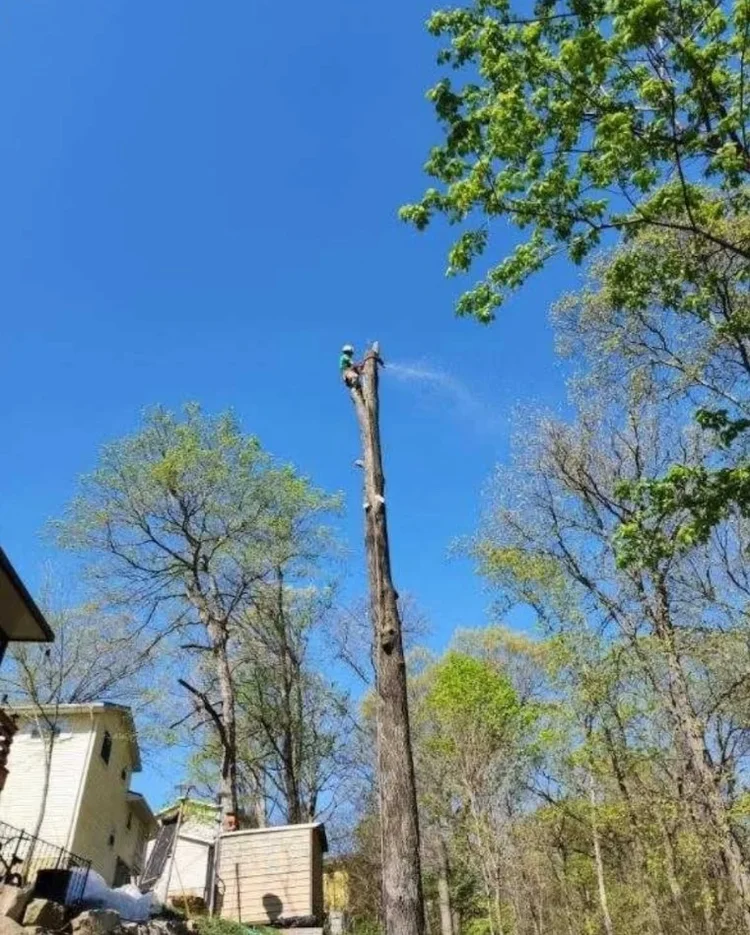 Residential tree service by Alchemy Tree